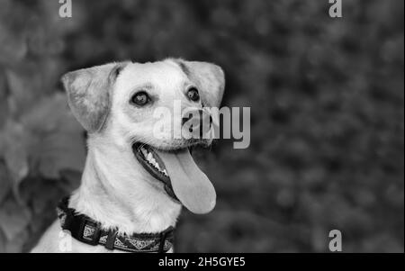 Ein glücklicher Hund ist im Freien aufgeregt mit seiner Zunge in Einem Schwarz-Weiß-Image-Stil Stockfoto