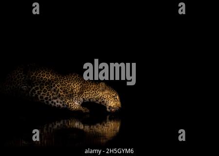 Dieses Foto wurde am 23. Oktober 2021 im Mana Pools NP von Peter Carinus aufgenommen. Stockfoto