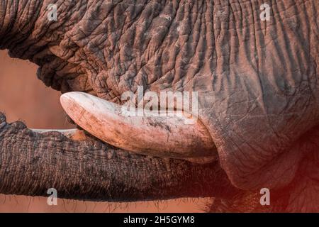 Dieses Foto wurde am 24. Oktober 2021 im Mana Pools NP von Peter Carinus aufgenommen. Stockfoto