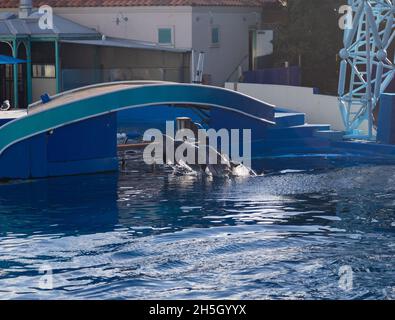 Süße Delfine spielen auf der Show in SeaWorld San Diego Stockfoto