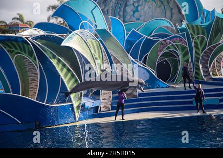 Süße Delfine spielen auf der Show in SeaWorld San Diego Stockfoto