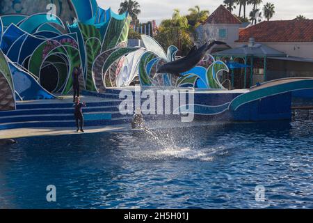 Süße Delfine spielen auf der Show in SeaWorld San Diego Stockfoto