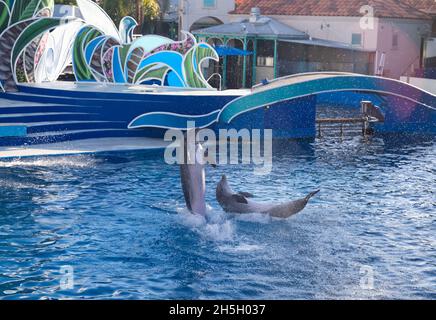 Süße Delfine spielen auf der Show in SeaWorld San Diego Stockfoto