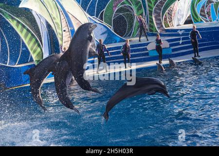 Süße Delfine spielen auf der Show in SeaWorld San Diego Stockfoto