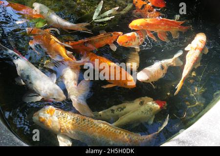 Gemischte Farben und Formen von Koi-Fischen auf der Oberfläche eines Teiches Stockfoto