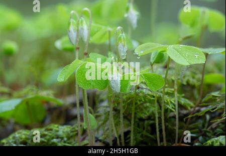 Waldsorrel, Oxalis acetosella Pflanzen im Frühling nass nach Regen Stockfoto
