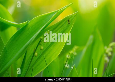 Ameise auf Maiglöckchen, Convallaria majalis Blatt im Frühling, Sonnenlicht im Hintergrund Stockfoto