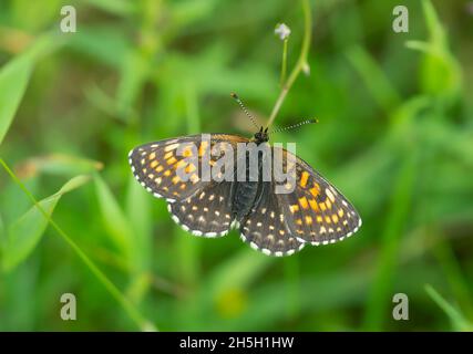 Falsche Heide Fritillary, Melitaea diamina ruht mit ausgebreiteten Flügeln Stockfoto