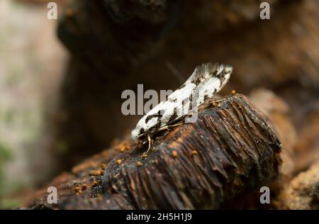 Pilzmotte, Nemapogon nigralbellus auf Polypore mit hoher Vergrößerung fotografiert Stockfoto
