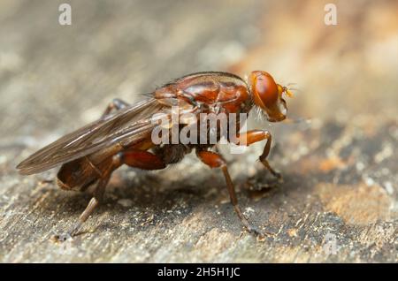 Aspen Hoverfly, Hammerschmidtia ferruginea auf Holz, Makrofoto Stockfoto