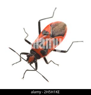 Cinnamoon-Käfer, Corizus hyoscyami isoliert auf weißem Hintergrund Stockfoto