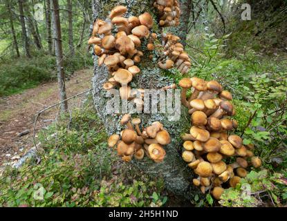 Armillaria wächst auf Birke, Waldstraße im Hintergrund Stockfoto