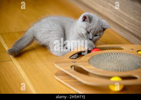 Kätzchen spielen mit Spielzeug auf Holzboden im Hauszimmer, Flieder Britische Kurzhaar Katze Spielen frech mit neuen Holzspielzeug und Kratzern und hell colo Stockfoto