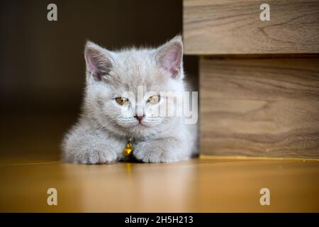 Fliederfarbenes britisches Kurzhaar-Kätzchen am Hals befindet sich eine goldene Glocke. Auf dem Holzboden im Schlafzimmer liegend, volle Vorderansicht, ist die Katze entspannt Stockfoto