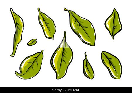 Teeblätter Set. Isolierte farbige Skizzen von ceylon- oder indischen Teeblättern. Handgezeichnete Vektorgrafik Stock Vektor