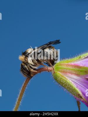 Männliche Gabelschwanzbiene, Anthophora furcata, die auf Holzkranzschnabel ruht Stockfoto