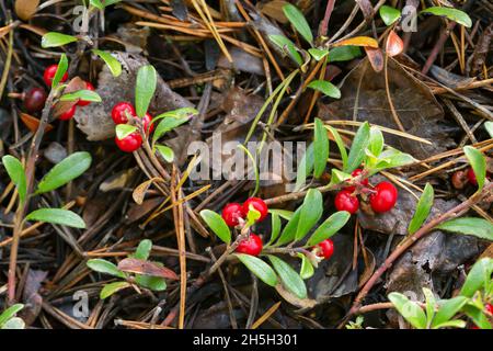 Bärentraube Arctostaphylos uva-ursi-Pflanze mit reifen Beeren Stockfoto