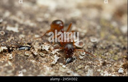 Myrmica Ameise, die sich auf saft auf Eiche ernährt, mit hoher Vergrößerung fotografiert Stockfoto