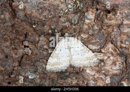 Grasniet, Perizoma albulata auf Rinde ruhend Stockfoto