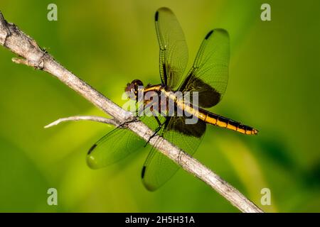 Witwe Skimmer Libelle (Libellula luctuosa) in der Sommersonne auf einem Stock. Stockfoto