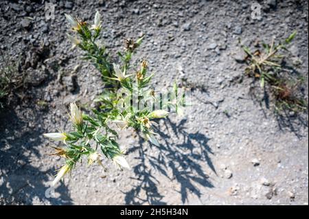 Braktless Stickleaf Pflanze in sandigen trockenen Land im ländlichen Kansas Stockfoto