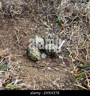 Maskierte kiebige Eier (Vanellus Miles), die in Kratzer auf Gras gelegt wurden, Bowen, Queensland, Australien Stockfoto