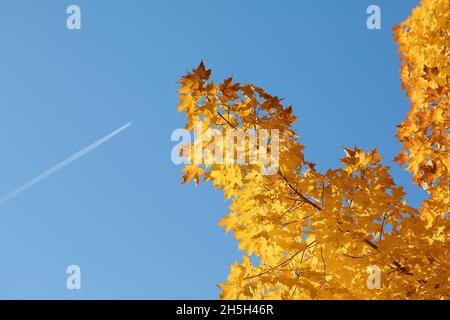 Im Crapo Park in Burlington, Iowa, fliegt ein Düsenflugzeug über Herbstbäume Stockfoto