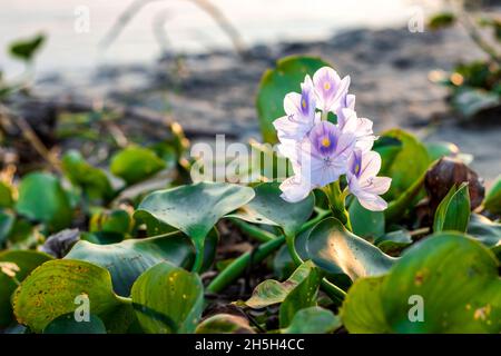 Voll blühte gewöhnliche Wasserhyazinthe Blume in der Nähe des Flusses unter dem Sonnenlicht Stockfoto