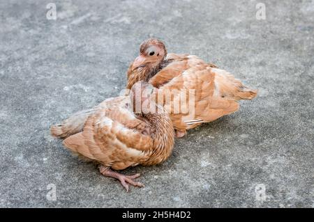 Zwei junge Tauben sitzen auf dem Dach unter dem weichen Sonnenlicht mit selektivem Fokus Stockfoto