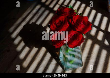 Ein Strauß roter Rosen, der von einem kleinen Sonnenstrahl erleuchtet wird. Stockfoto