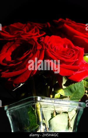 Ein Strauß roter Rosen, der von einem kleinen Sonnenstrahl erleuchtet wird. Stockfoto