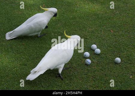 Blick aus der Höhe auf zwei Cockatoos, die Golfbälle auf einem Golfplatz inspizieren Stockfoto