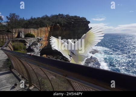 Cliffscape mit Cockatoo, das auf einem Zaun landen wird Stockfoto