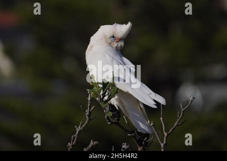 Die kleine Corella thronte auf dem Zweig eines Baumes Stockfoto