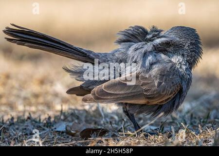 Single Apostlebird (Struthidea cinerea), der sich auf dem Boden aufstellt. North Queensland, Australien Stockfoto