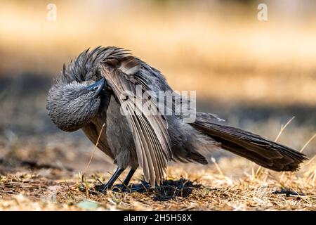 Single Apostlebird (Struthidea cinerea), der sich auf dem Boden aufstellt. North Queensland, Australien Stockfoto