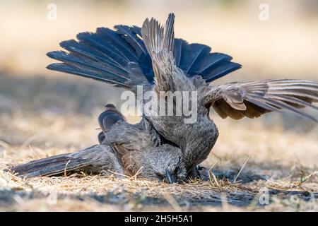 Zwei Apostlebirds (Struthidea cinerea) kämpfen am Boden. North Queensland, Australien Stockfoto