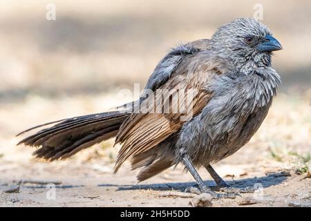 Single Apostlebird (Struthidea cinerea), der sich auf dem Boden aufstellt. North Queensland, Australien Stockfoto