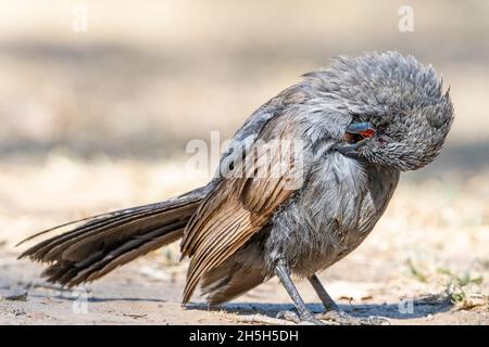 Single Apostlebird (Struthidea cinerea), der sich auf dem Boden aufstellt. North Queensland, Australien Stockfoto