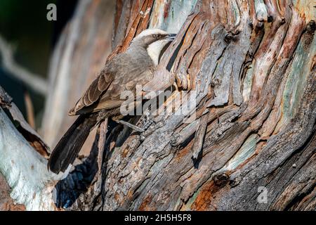 Weißbrauen-Schwätzer (Pomatostomus superciliosus) auf der Suche nach Insekten unter Baumrinde auf einem Baumwagen. Darling Downs Queensland, Australien Stockfoto