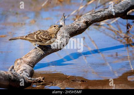 Der westliche Bogenvögel (Chlamydera guttata), der auf dem Stumpf stutzt und am Wasserloch trinkt. Cunnamulla, Western Queensland, Australien Stockfoto