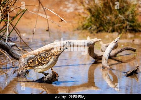 Der westliche Bogenvögel (Chlamydera guttata), der auf dem Stumpf stutzt und am Wasserloch trinkt. Cunnamulla, Western Queensland, Australien Stockfoto