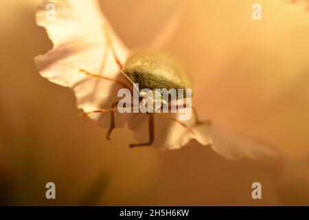 Grüner Gemüsewanz (Nezara viridula) auf einem Blütenblatt. Makrophographie, selektiver Fokus Stockfoto