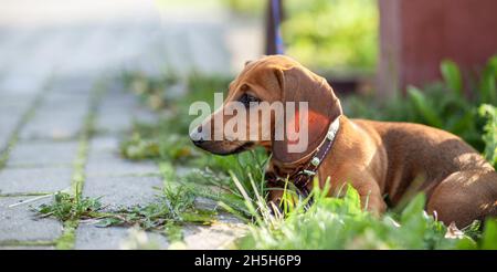 Schöner brauner Dackel Hund im Park. Der Hund ruht. Spaziergang mit einem Hund in einem Stadtpark. Stockfoto