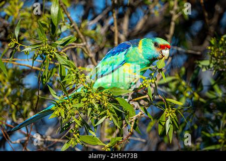 Mallee-Ringhals (Barnardius zonarius barnardi) im Laub. Cunnamulla, Western Queensland Australien Stockfoto