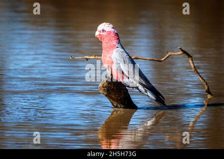 GALAH (Eolophus roseicapillus) auf dem Stumpf im Wasserloch. Cunnamulla, Western Queensland, Australien Stockfoto