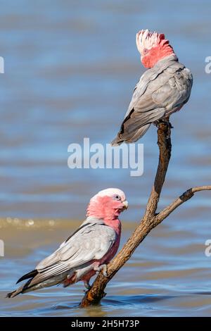 Zwei Galahs (Eolophus roseicapillus) auf einem Stumpf im Wasserloch. Cunnamulla, Western Queensland, Australien Stockfoto