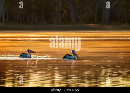 Zwei australische Pelikane (Pelecanus auffallillatus) treiben im Morgenlicht. Lake Broadwater Queensland Australien Stockfoto