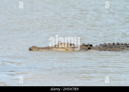 Im schlammigen Wasser schwimmende Flusskrokodile oder Salzwasserkrokodile (Crocodylus porosus). North Queensland, Australien Stockfoto