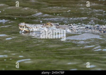 Im schlammigen Wasser schwimmende Flusskrokodile oder Salzwasserkrokodile (Crocodylus porosus). North Queensland, Australien Stockfoto